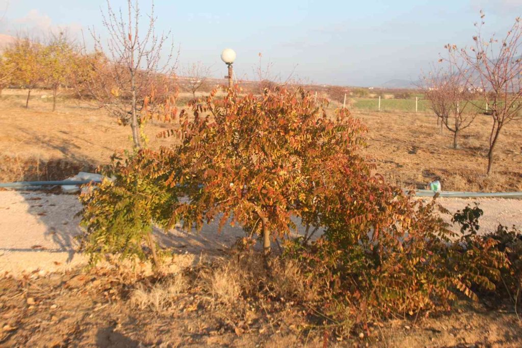 3 yıl önce 10 sumak ağacı dikti, yüzde 200 verim aldı