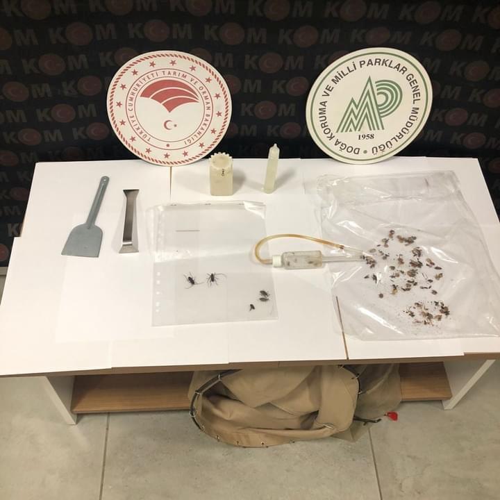 Antalya’da 133 böcek tür ve türevlerini yasa dışı toplayan yabancı uyrukluya para cezası