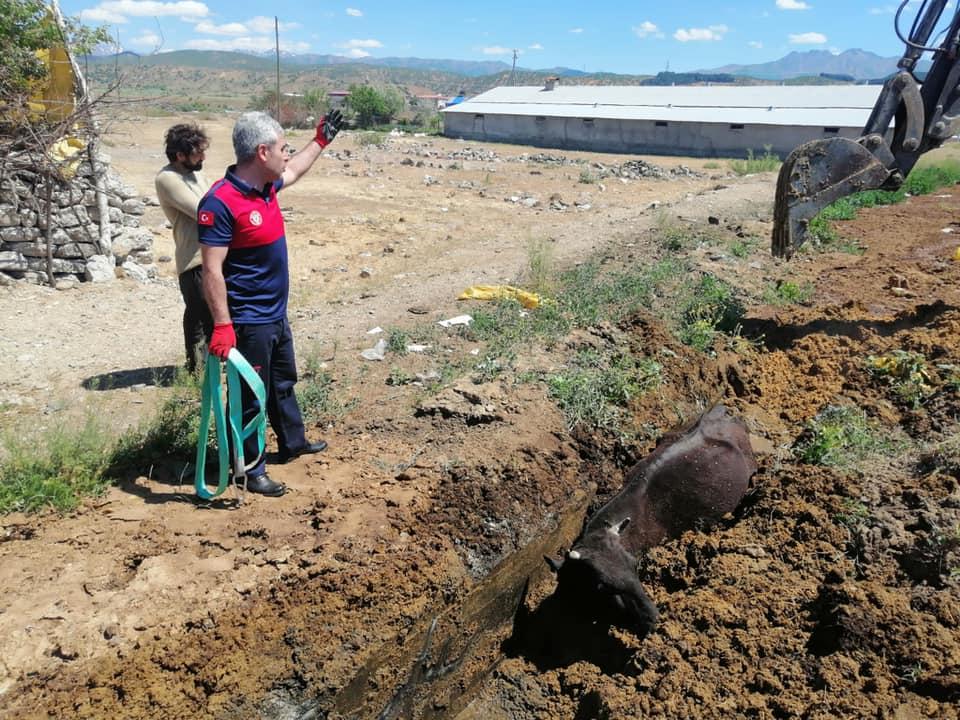 Bingöl’de çamura saplanarak mahsur kalan ineği itfaiye ekibi kurtardı