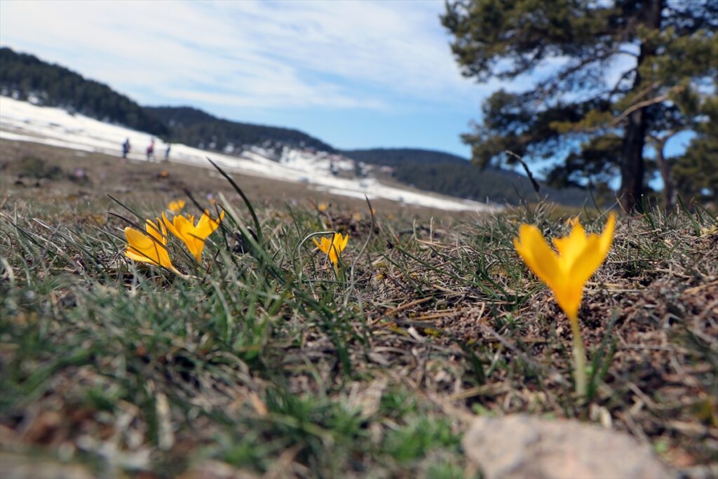 Bolu’nun göz alıcı yaylalarından Sarıalan’da iki mevsim bir arada yaşanıyor