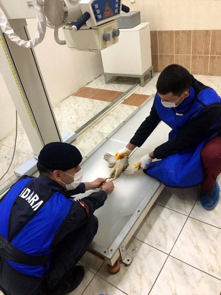 Elazığ’da jandarmanın yaralı bulduğu keklik yavrusu tedavi edildi