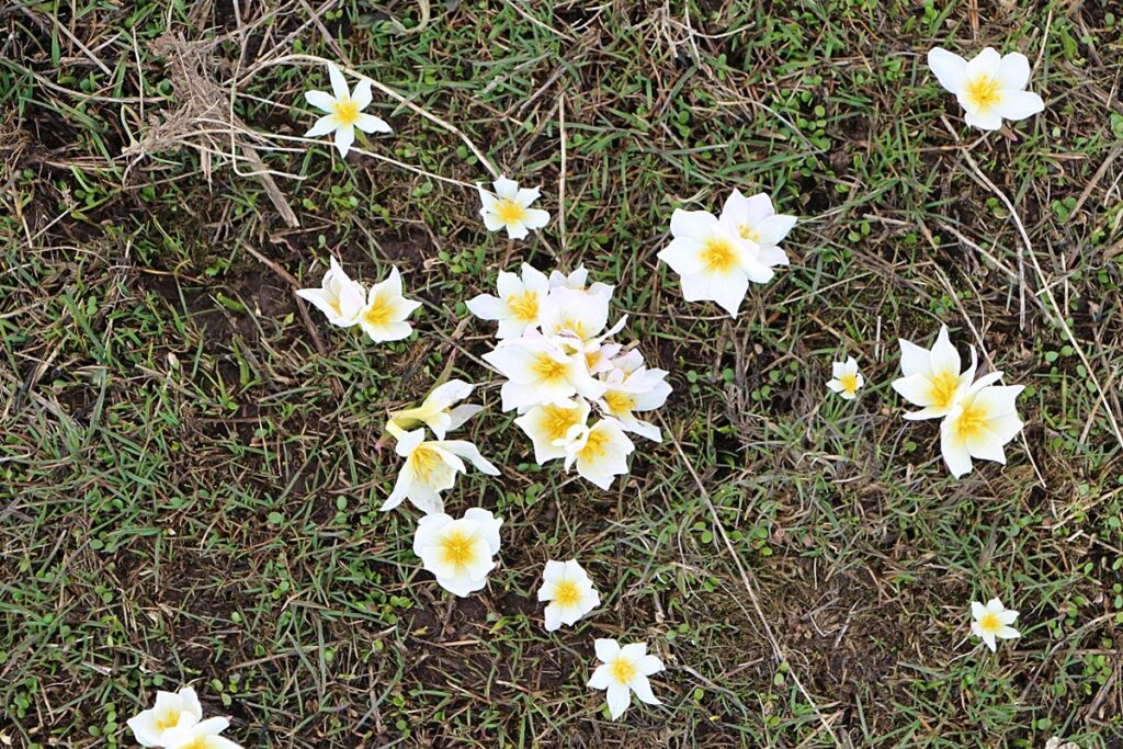 Karlıova’da kardelen çiçekleri açtı