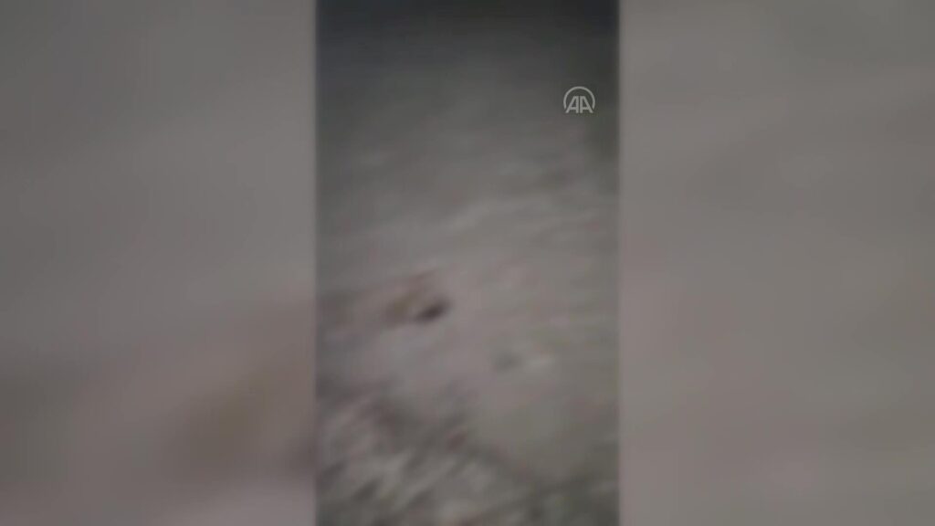 Keban’da 8 köpek yavrusunun öldürülmesine ilişkin inceleme başlatıldı