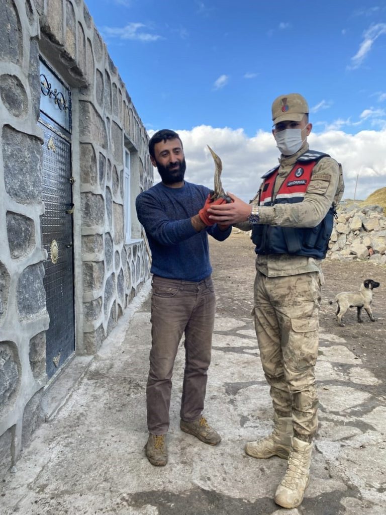 Nesli tükenmekten olan yaralı Küçük Balaban kuşu tedavi altına alındı