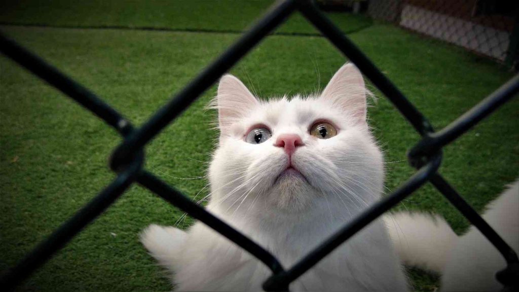 Van kedileri kışa hazır