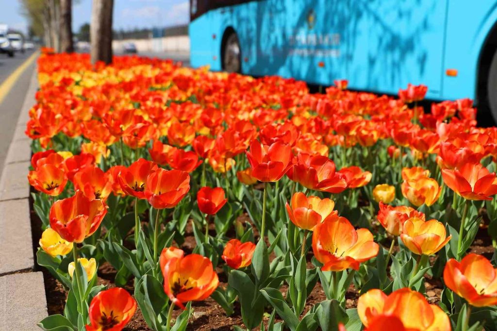 DİYARBAKIR – 210 bin lale soğanı toprakla buluşuyor