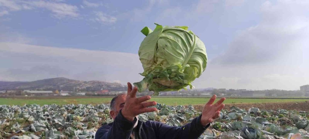 50 kilogramlık lahana üretti, Ukrayna ve Belçika’dan alıcı buluyor