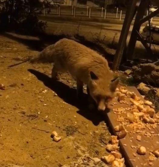 Aç kalan tilki şehir merkezine inerek karnını doyurdu