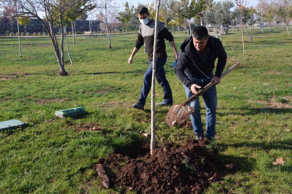 Ağaç kesen şahsa ağaç dikme cezası