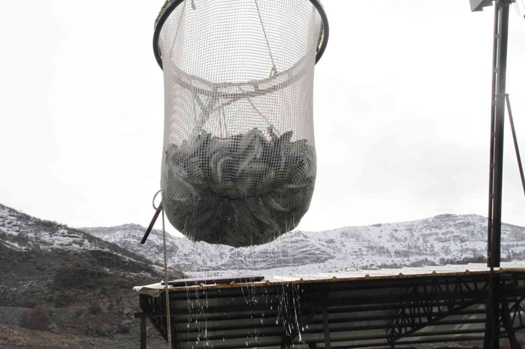 Bingöl’de 325 ton alabalık hasadı yapıldı