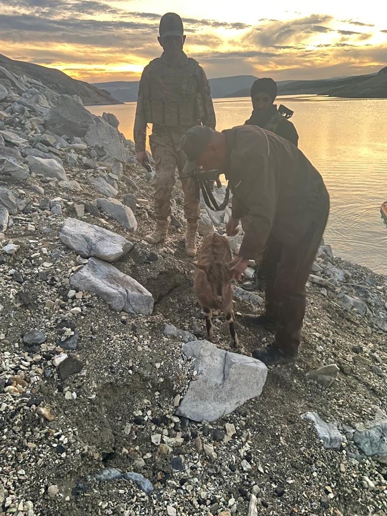 Dağları teröristlere dar ettiler, yaban hayvanlarına kucak açtılar