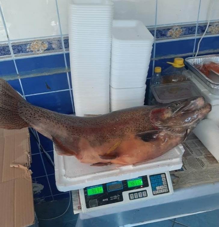 Elazığ’da 10 kiloluk alabalık yakalandı