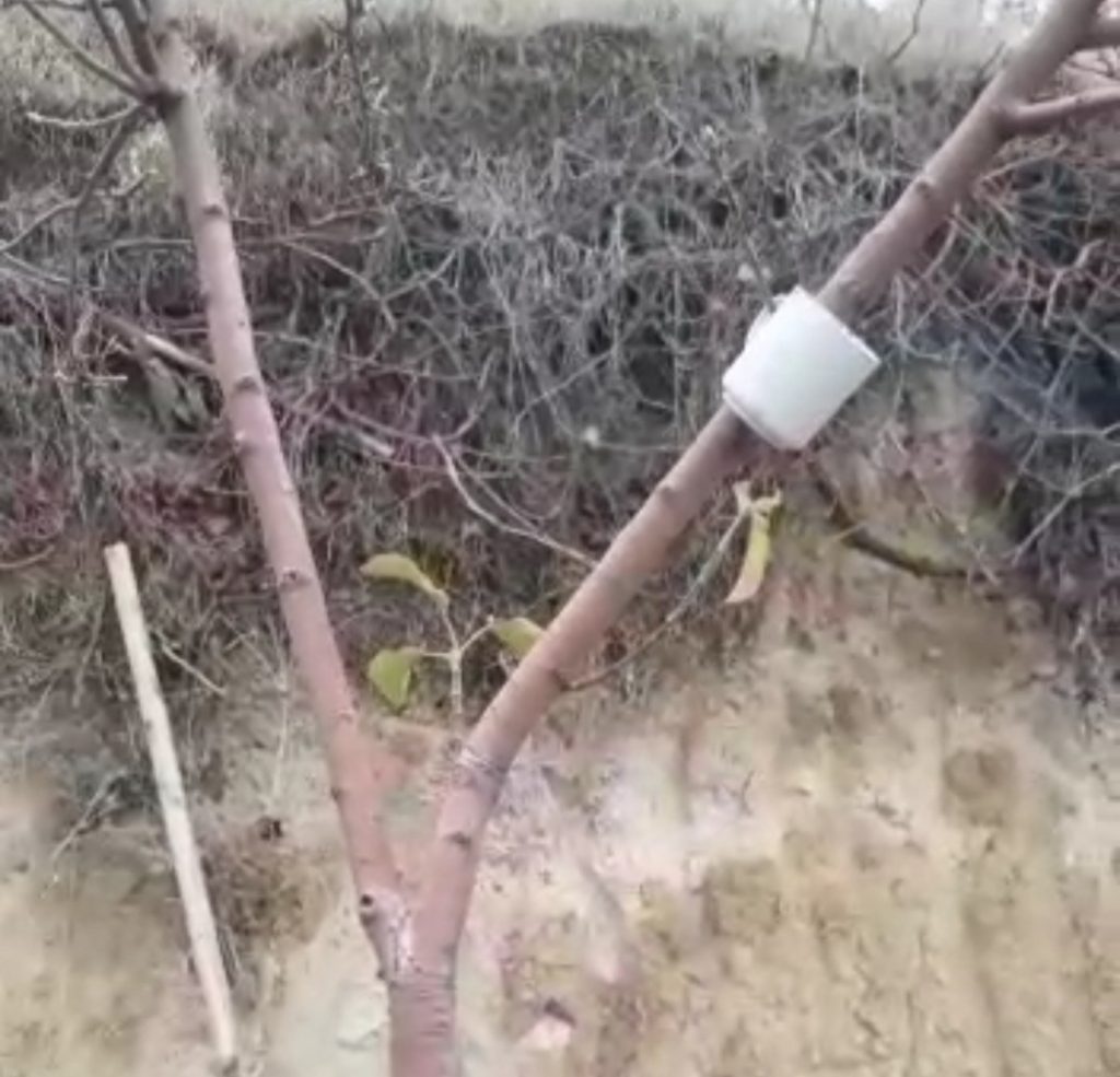 Elma ağacı mevsimleri şaşırdı, kış ayında yaprak açtı