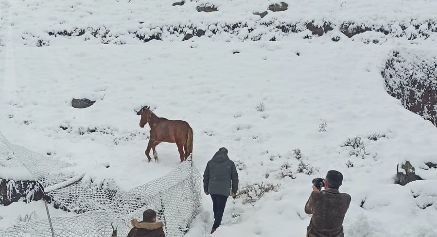 Karlıova’da ayağı kırık at tedavi altına alındı