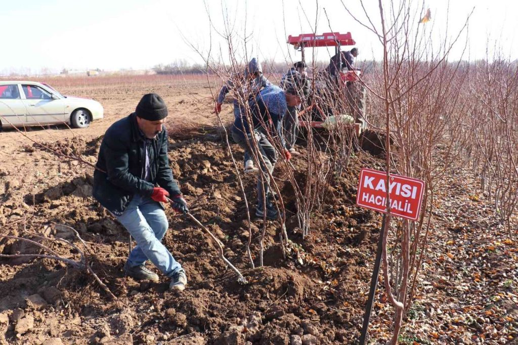 MALATYA – Kayısı fiyatları yükseldi fideye talep arttı