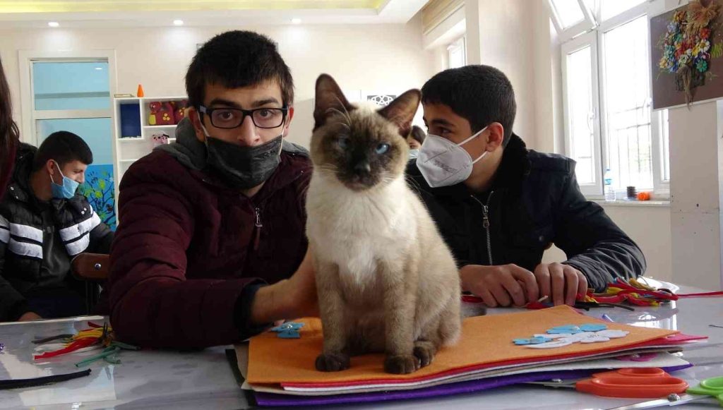 ELAZIĞ – Kedi ‘Helva’ okulun maskotu oldu