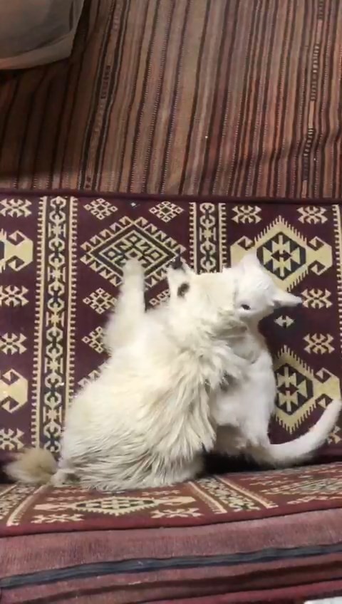 ELAZIĞ – Kedi ile köpeğin şaşırtan dostluğu
