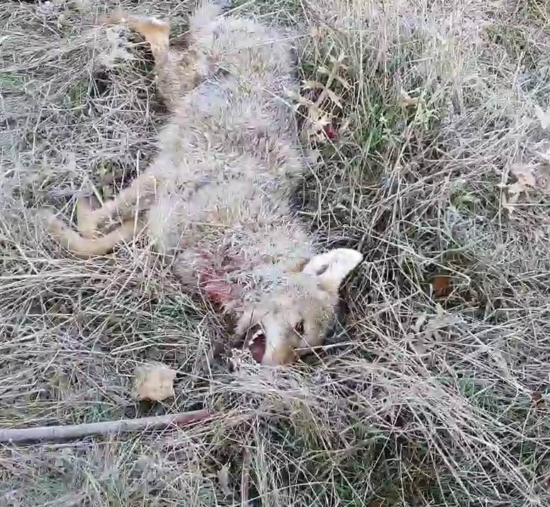 Kurdun saldırısını köpekler önledi