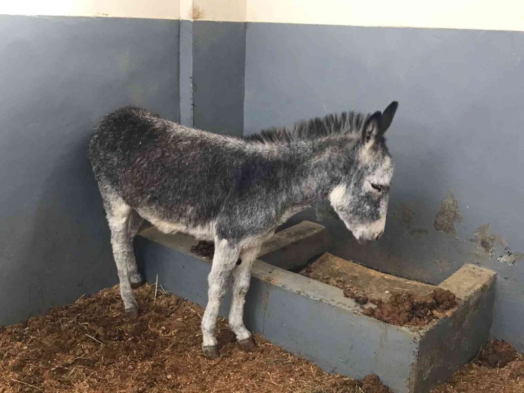 Kurt ve köpek saldırısı sonucu yaralanan sıpa, sağlığına kavuştuğu hayvan hastanesinin maskotu haline geldi