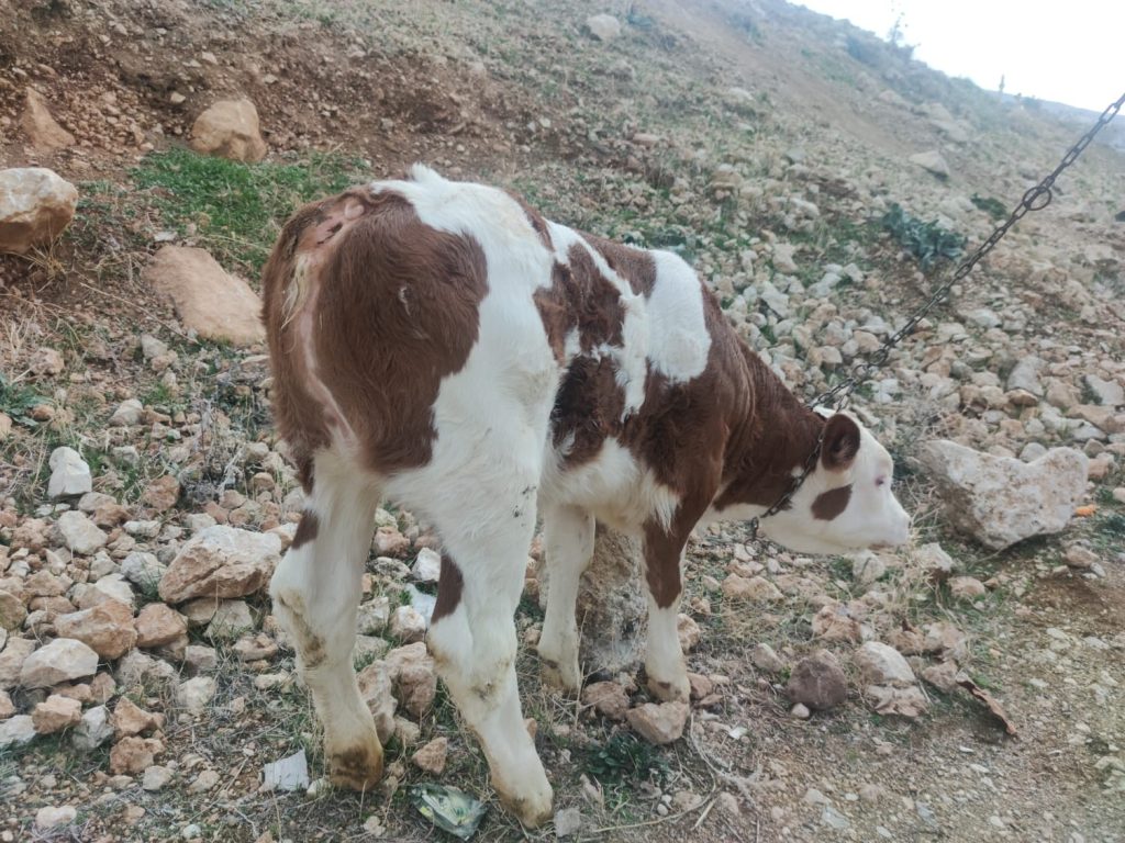 TUNCELİ – Kuyruksuz dünyaya gelen buzağı görenleri şaşırttı