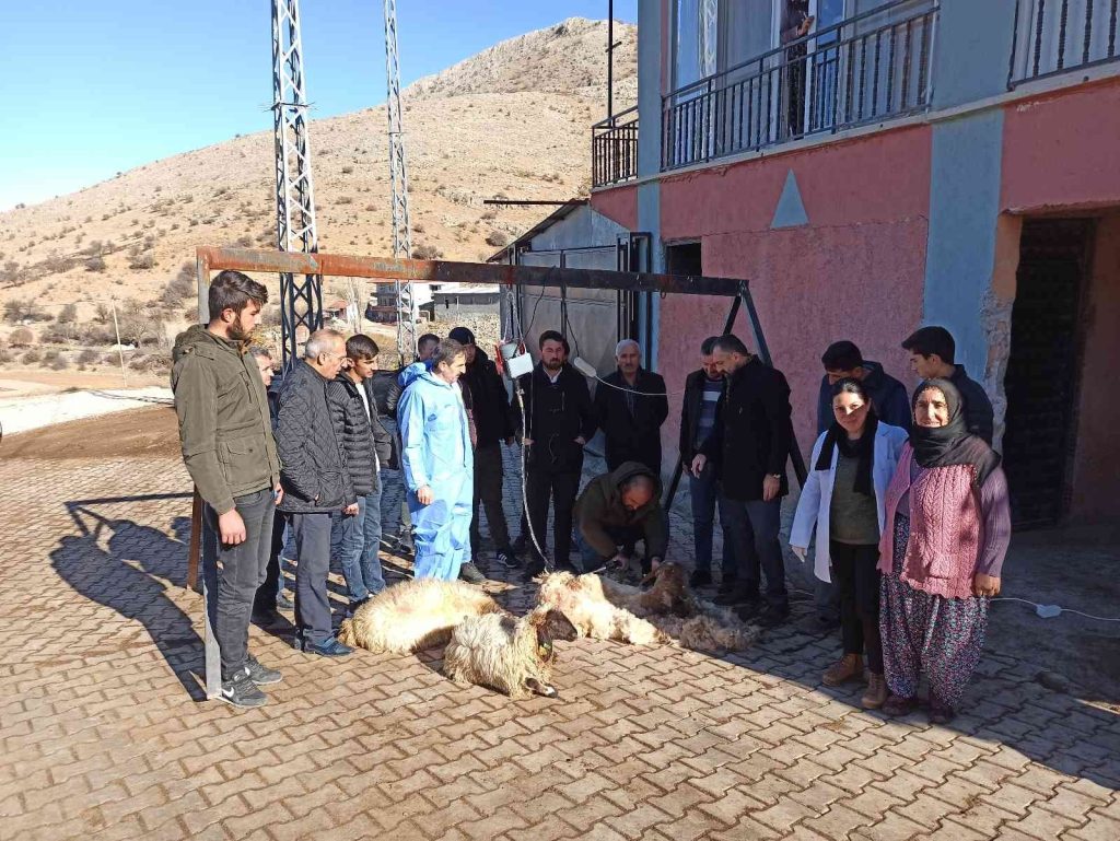 Malatya’da koyun kırkma eğitimi