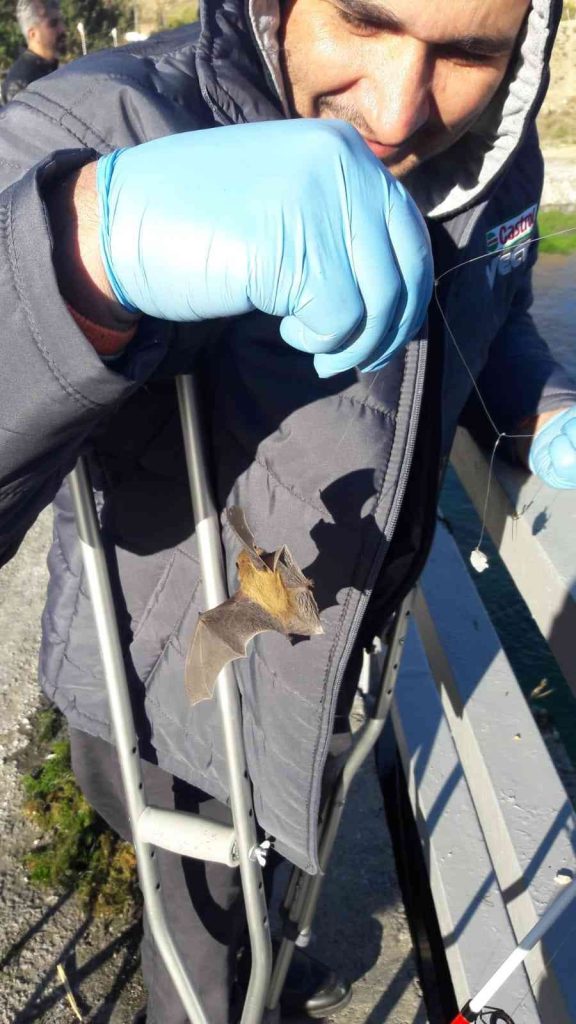 Oltaya balık yerine yarasa takıldı, görenler şaşkına döndü