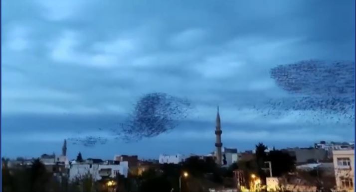 Siverek’te sığırcık kuşları gökyüzünde görsel şölen oluşturdu