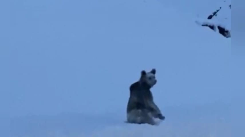 TUNCELİ –  Karlı yollarda boz ayı görüntülendi