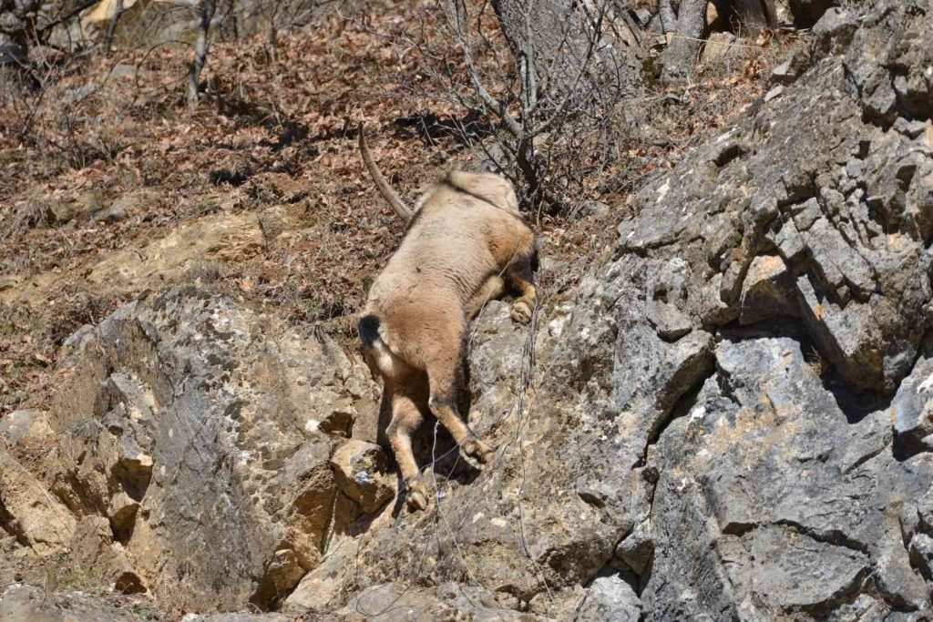 Tunceli’de koruma altındaki yaban keçisi ölü bulundu
