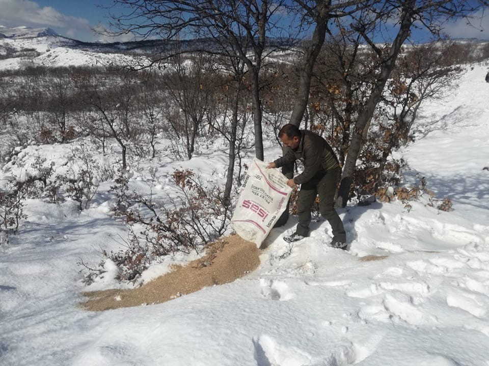 TUNCELİ –  Yaban hayvanları için doğaya yem bırakıldı