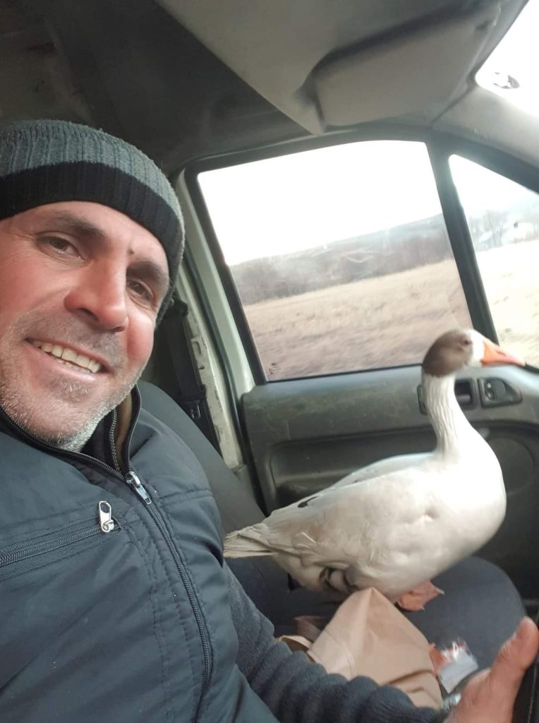 Vatandaşın yolda bulduğu ve aracına aldığı kaz ile şiveli diyaloğu güldürdü