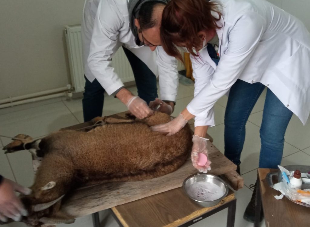 Yaralı halde bulunan yaban keçisi korumaya alındı