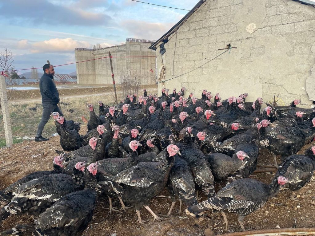 ELAZIĞ – 15 bin adet hindi siparişi aldı