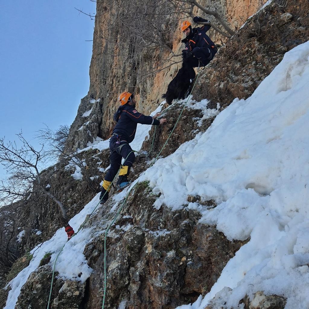 AFAD ekipleri 8 gündür dağda mahsur kalan 7 keçiyi tekne ile kurtardı
