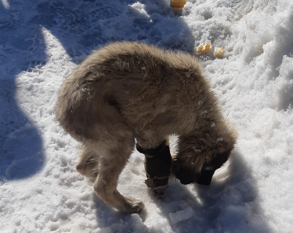 Aracın çarptığı yavru köpek için vatandaşlar seferber oldu