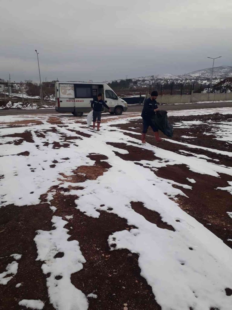 Bingöl Belediyesi  sokak hayvanlarını unutmadı