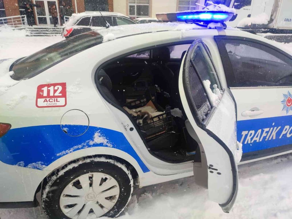 Bingöl’de donmak üzere olan köpeklere polisler sahip çıktı