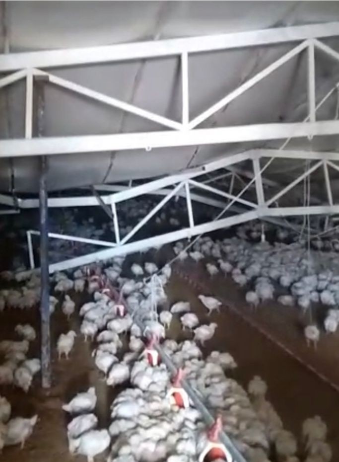 Çiftliğin çatısı kar nedeniyle çöktü, binlerce tavuk telef oldu