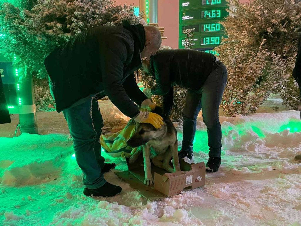 Diyarbakır Büyükşehir Belediyesi sokak hayvanlarını yalnız bırakmadı