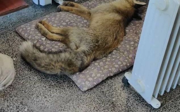 Donmak üzere olan tilkinin yardımına korucu yetişti