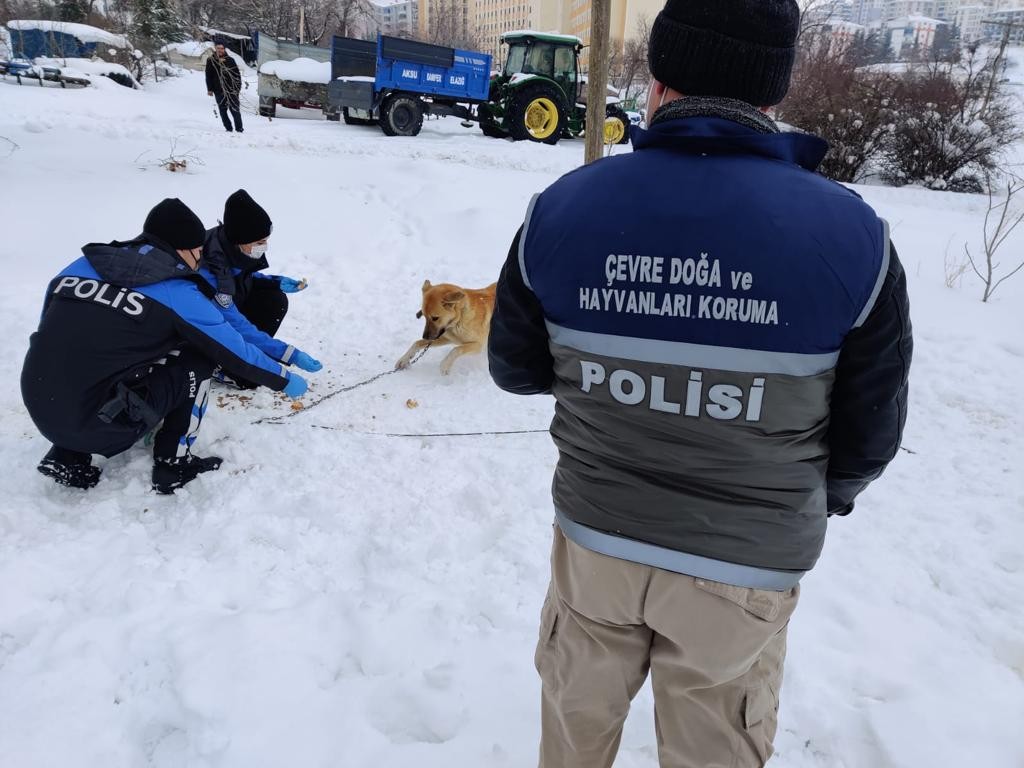 Elazığ HAYDİ ekibi sokak hayvanlarını unutmadı