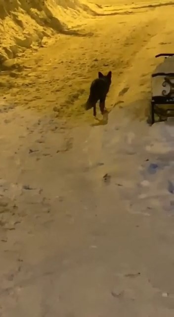 Elazığ’da aç kalan tilki şehre indi sokak sokak gezdi