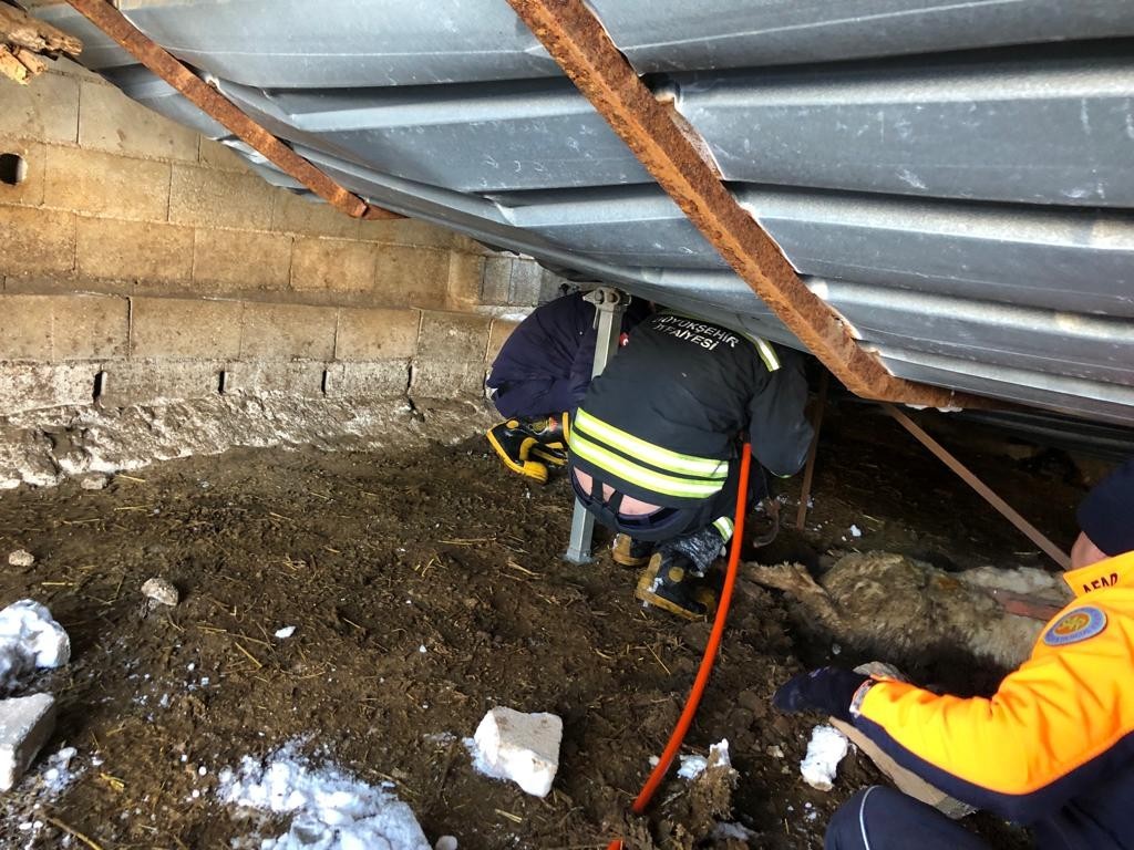 Gaziantep’te ahır çöktü, 10 hayvan telef oldu