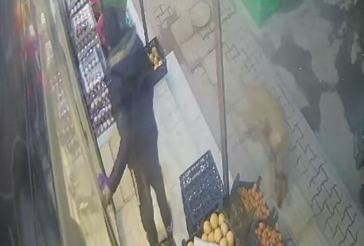 Gaziantep’te dehşet saçan pitbull güvenlik kamerasında