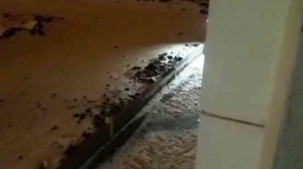 Kar sonrası aç kalan tilki şehirde yiyecek aradı