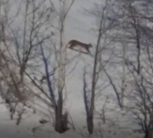 Kırmızı listede yer alan vaşak Tunceli’de görüntülendi