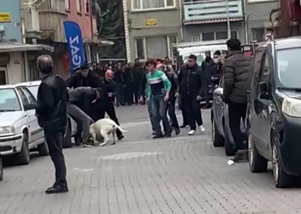 Malatya’daki pitbullu saldırı anı kamerada