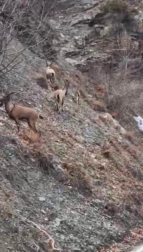 Nesli tükenme tehlikesi altında bulunan dağ keçileri yola indi, vatandaşlar cep telefonlarına sarıldı