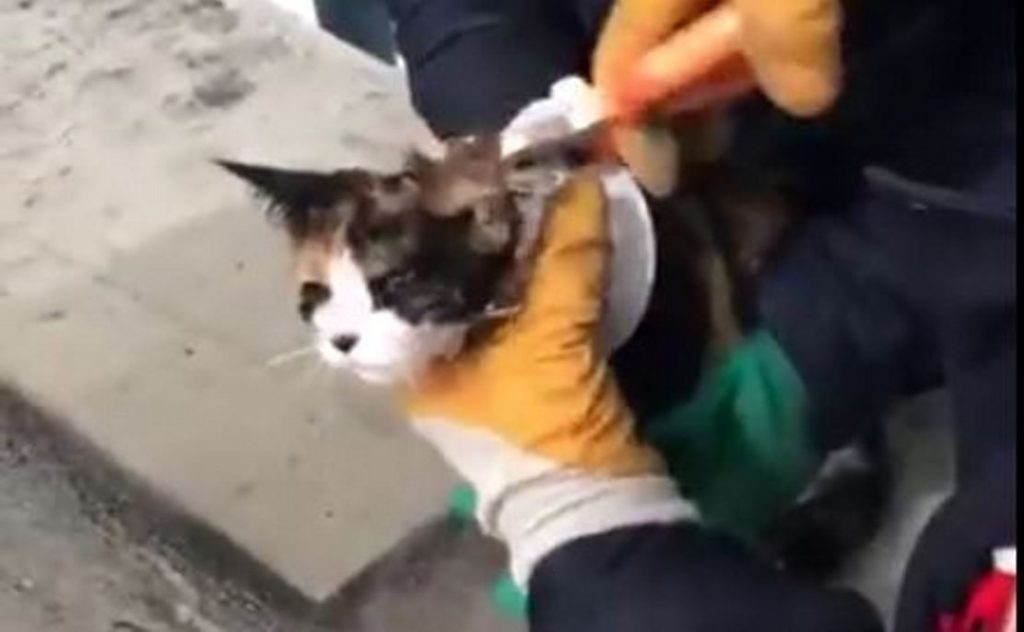 Şanlıurfa’da kedi kurtarma operasyonu