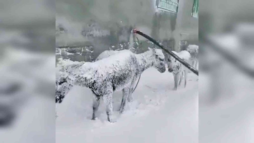 Siverek’te soğuktan donmak üzere olan eşekler kurtarıldı